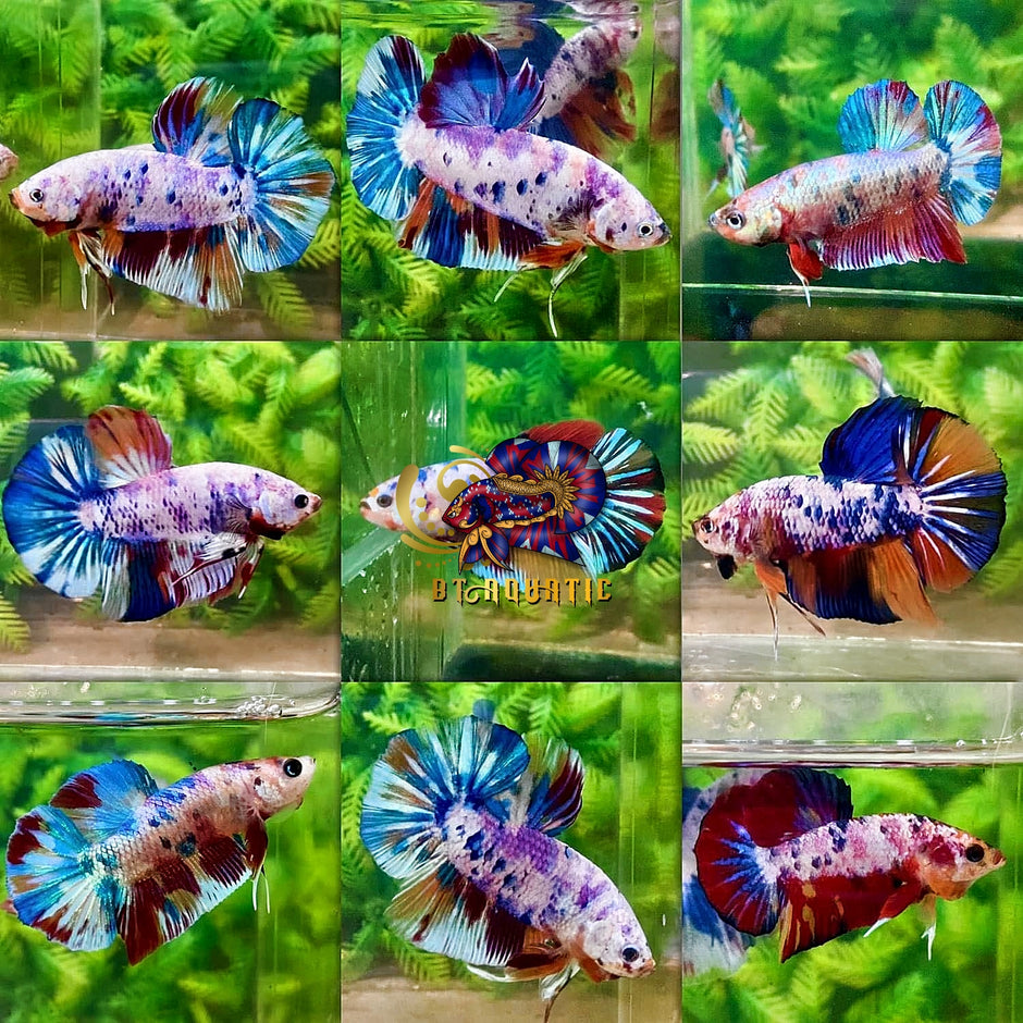 BTAquatic