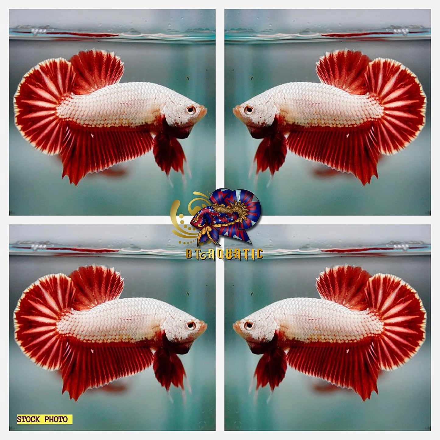 Live Betta Fish High Quality - Good Form - HMPK Male Red Dragon - USA Seller