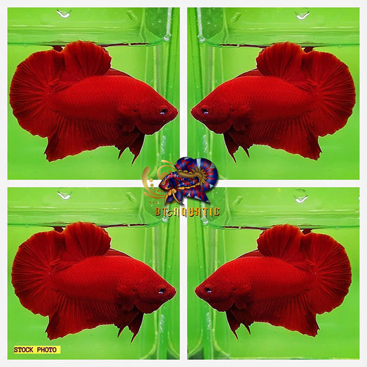 Live Betta Fish High Quality - Good Form - HMPK Male Super Red - USA Seller